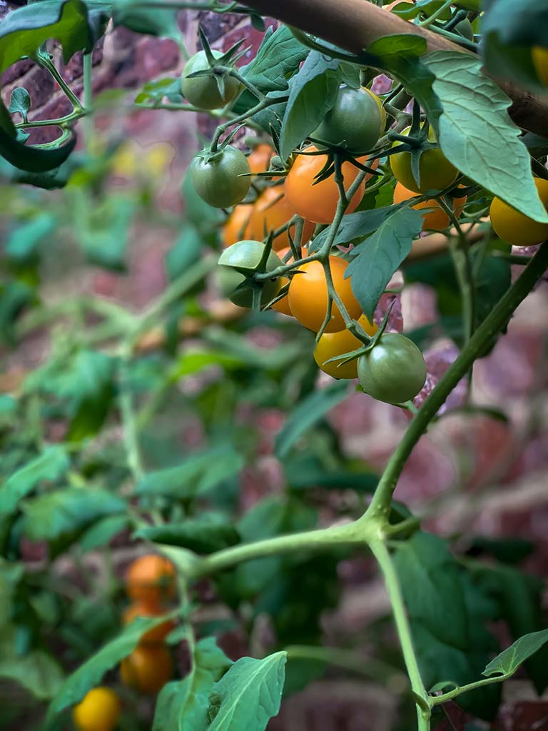 Serre Marmande